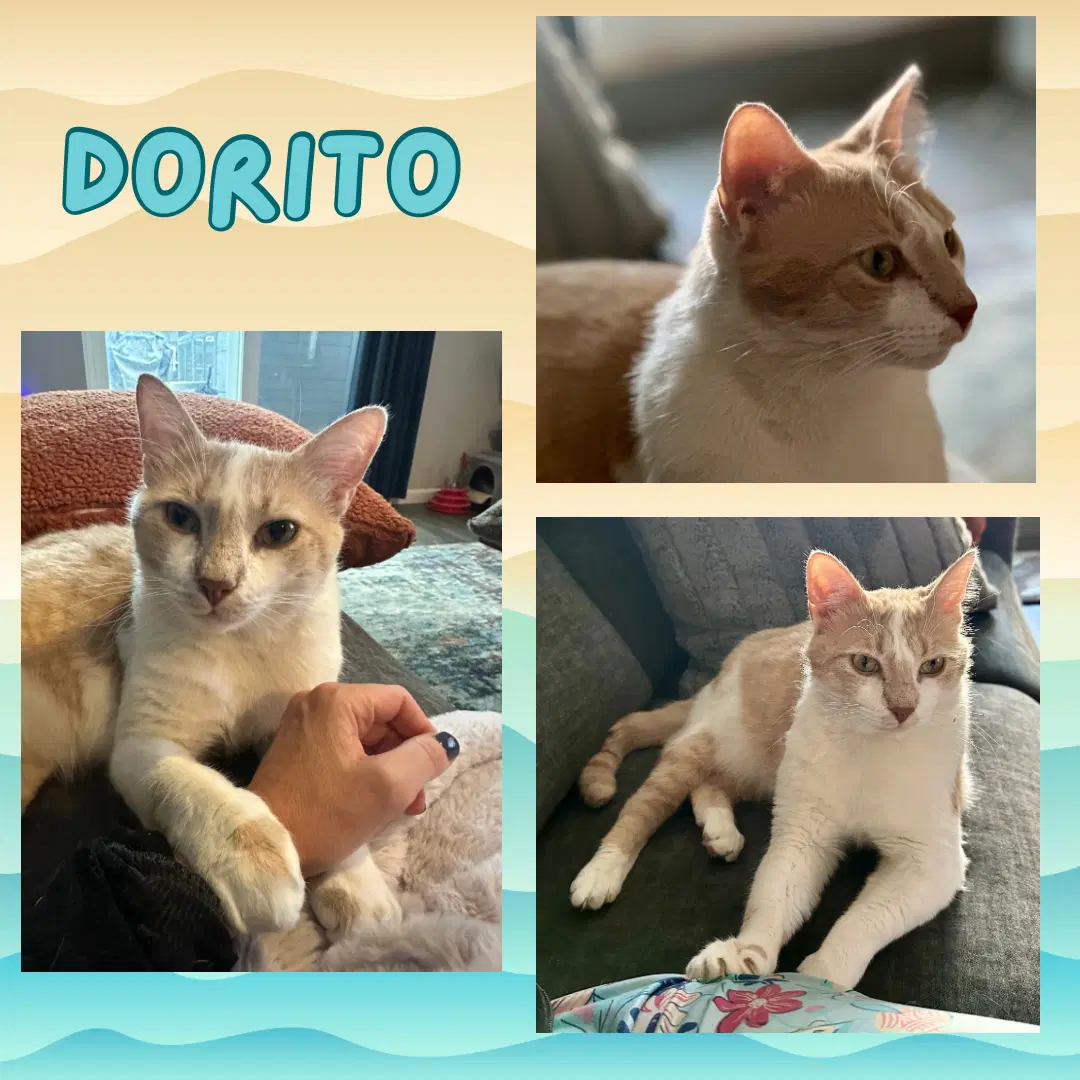 Dorito - Domestic Short Hair