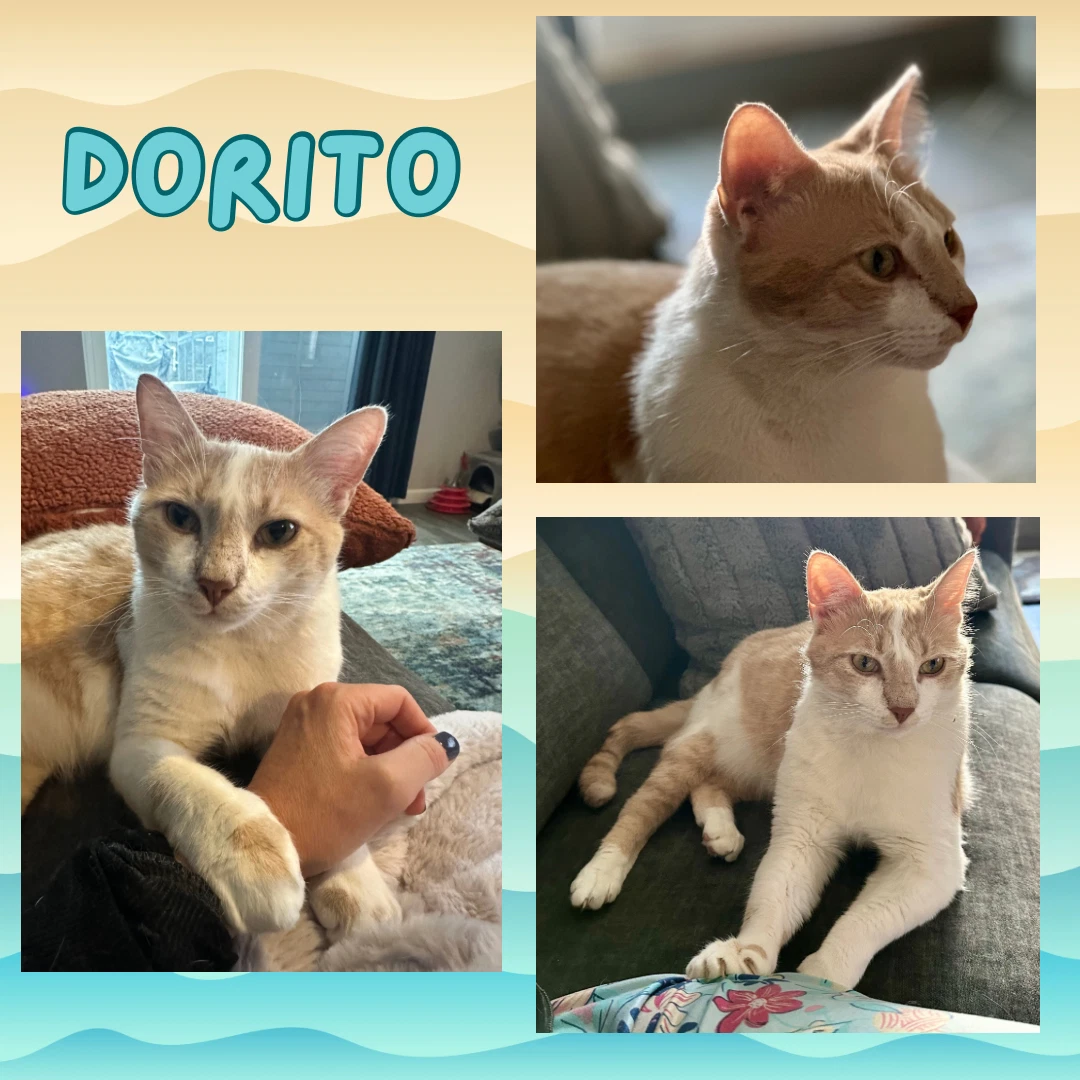 Dorito