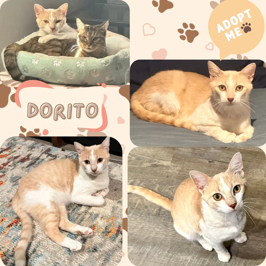 Dorito image 2