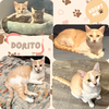 Dorito - Photo 2