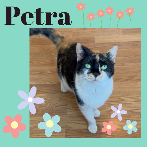 picture of the cat needing adoption