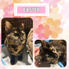 Easter - a gorgeous affectionate, chirping tortie!