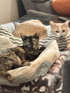 Easter - a gorgeous affectionate, chirping tortie!