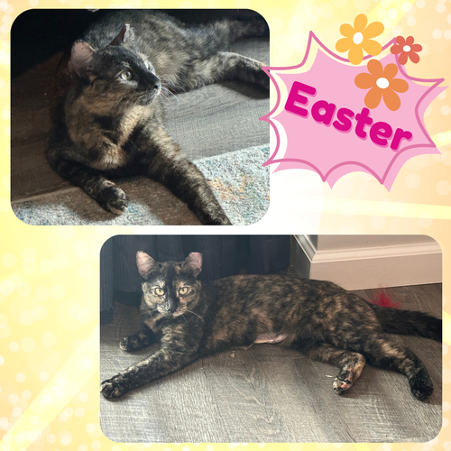 Easter - a gorgeous affectionate, chirping tortie!