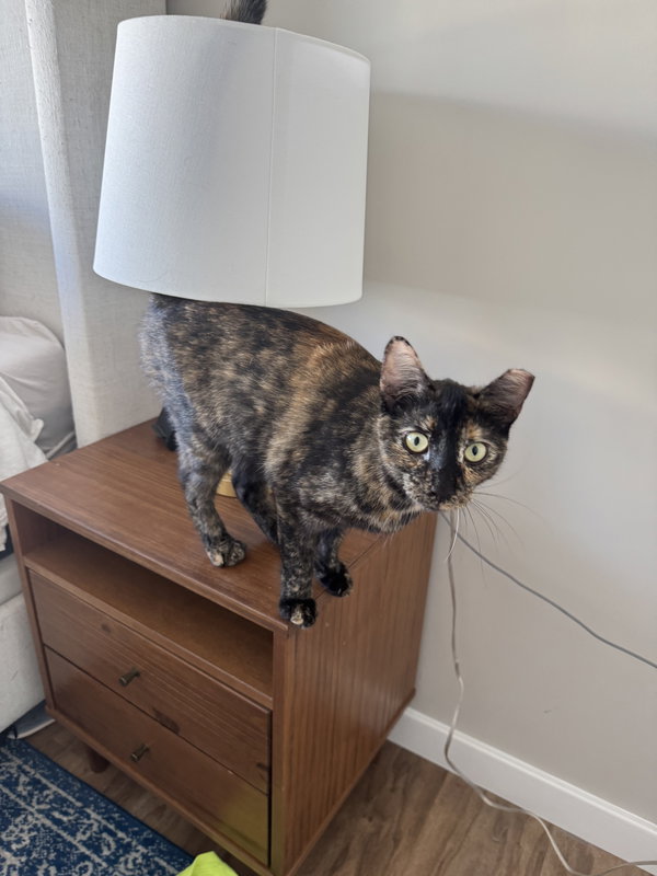 Easter - a gorgeous affectionate, chirping tortie!