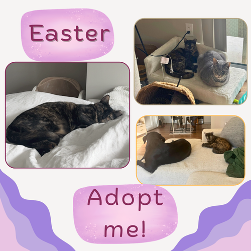 Easter - a gorgeous affectionate, chirping tortie!