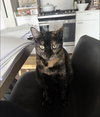 Easter - a gorgeous affectionate, chirping tortie!