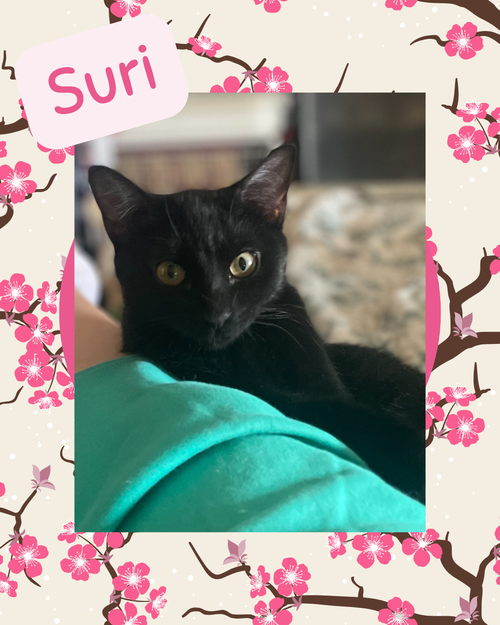 Suri