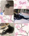 Suri