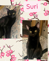Suri