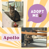 Apollo and Artemis
