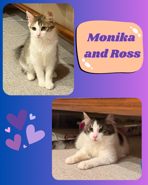 Monica and Ross - “I’ll be there for you”