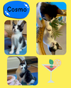 Cosmo, Mojito, and Appletini