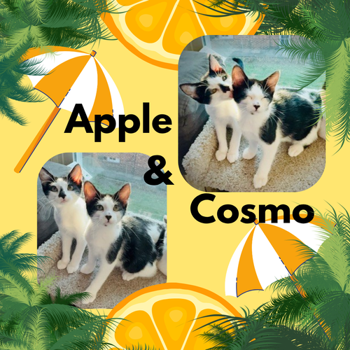 Cosmo, Mojito, and Appletini