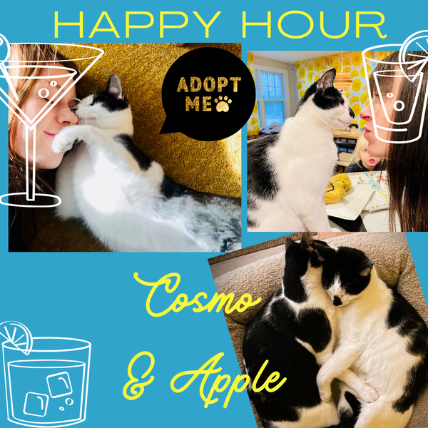 Cosmo and Appletini