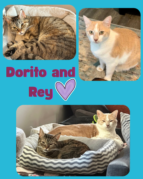 Dorito and Rey