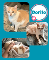 Dorito and Rey