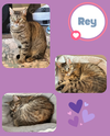 Dorito and Rey