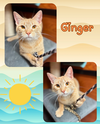 Ginger
