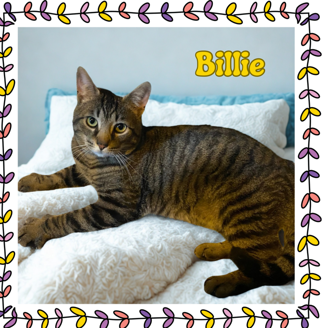 adoptable Cat in Bronx, NY named Billie