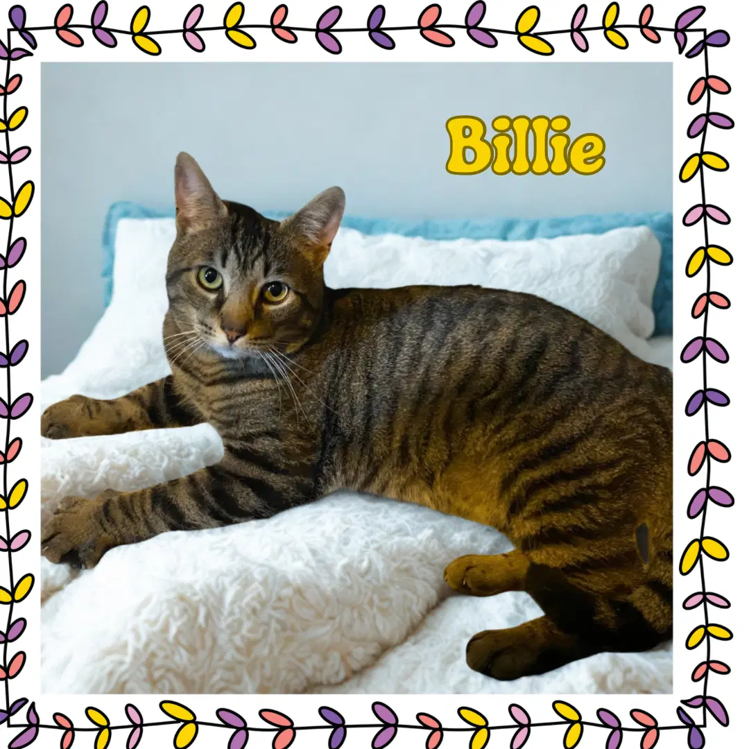 Billie image 2