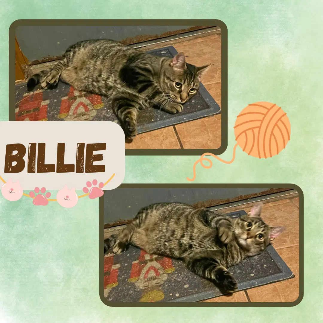 Billie - Domestic Short Hair
