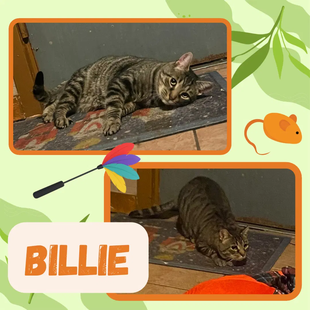 Billie image 3