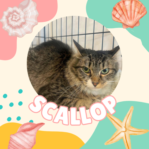 Scallop