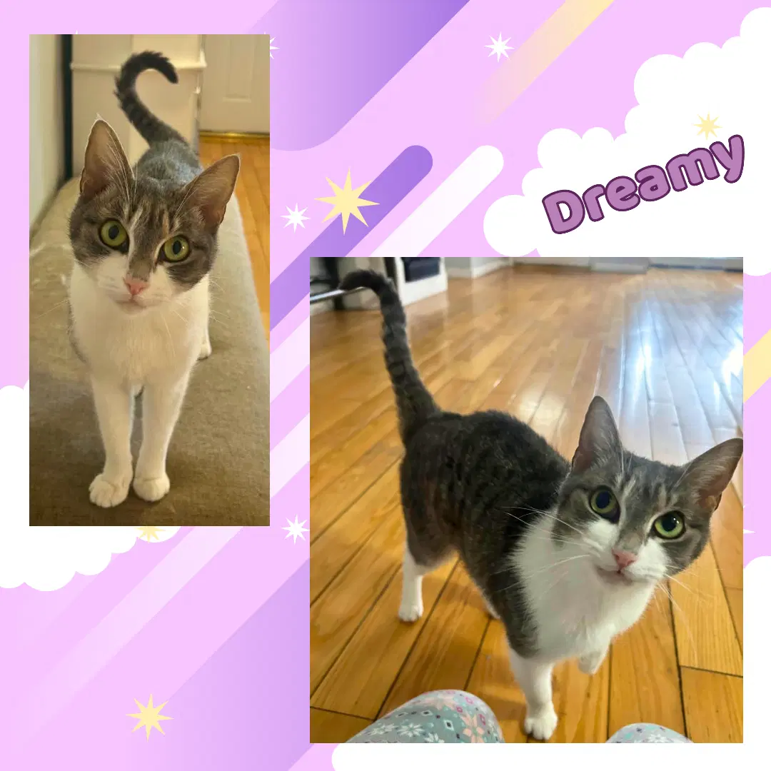 Dreamy - Domestic Short Hair