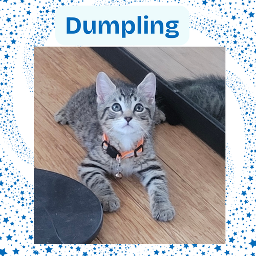 Dumpling