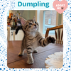 Dumpling