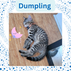 Dumpling