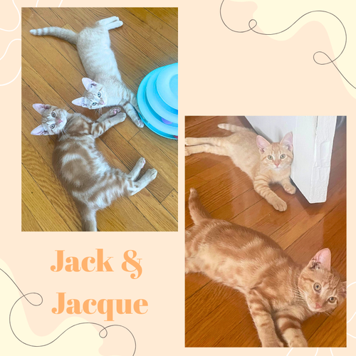 Jack and Jacques