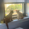 Jack and Jacques