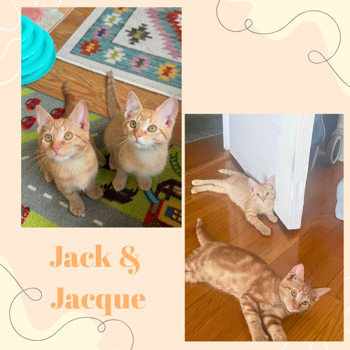 Jack and Jacques