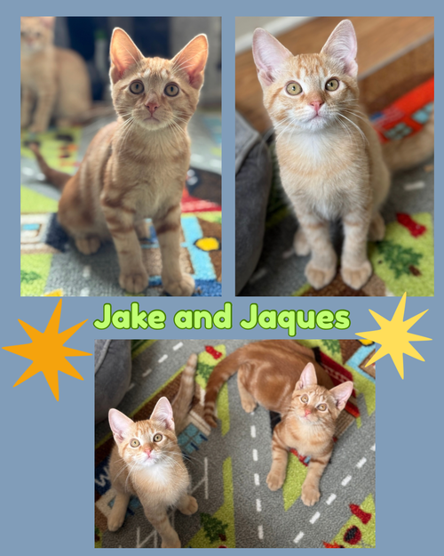 Jack and Jacques