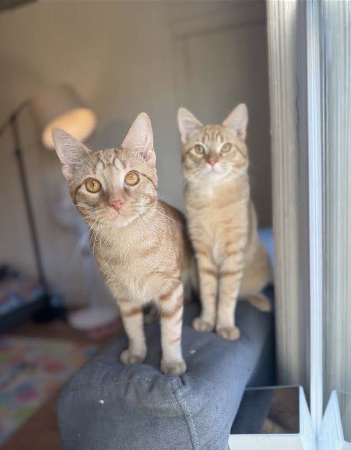 Jack and Jacques