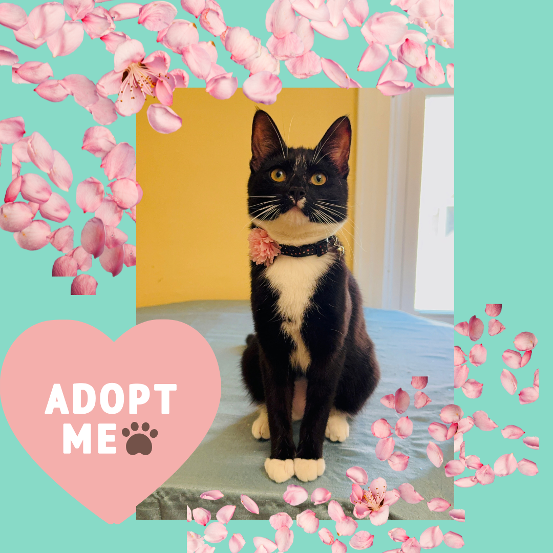 adoptable Cat in Bronx, NY named Alice