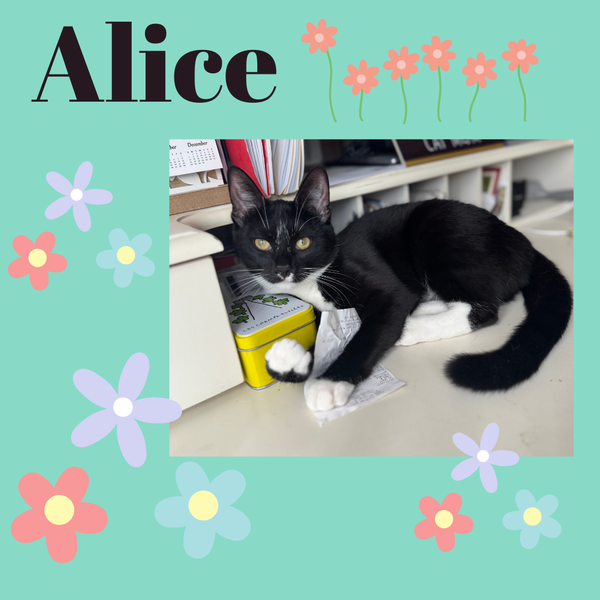 Alice
