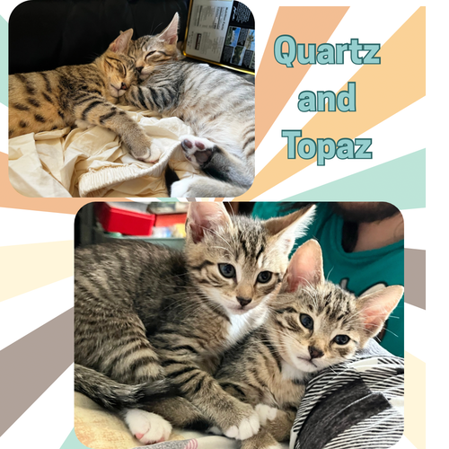 Quartz and Topaz of the Purring Gemstone Litter!