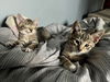 Quartz and Topaz of the Purring Gemstone Litter!