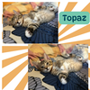 Quartz and Topaz of the Purring Gemstone Litter!