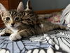 Quartz and Topaz of the Purring Gemstone Litter!