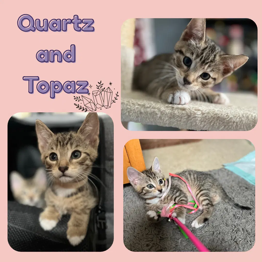 Quartz And Topaz Of The Purring Gemstone Litter image 3