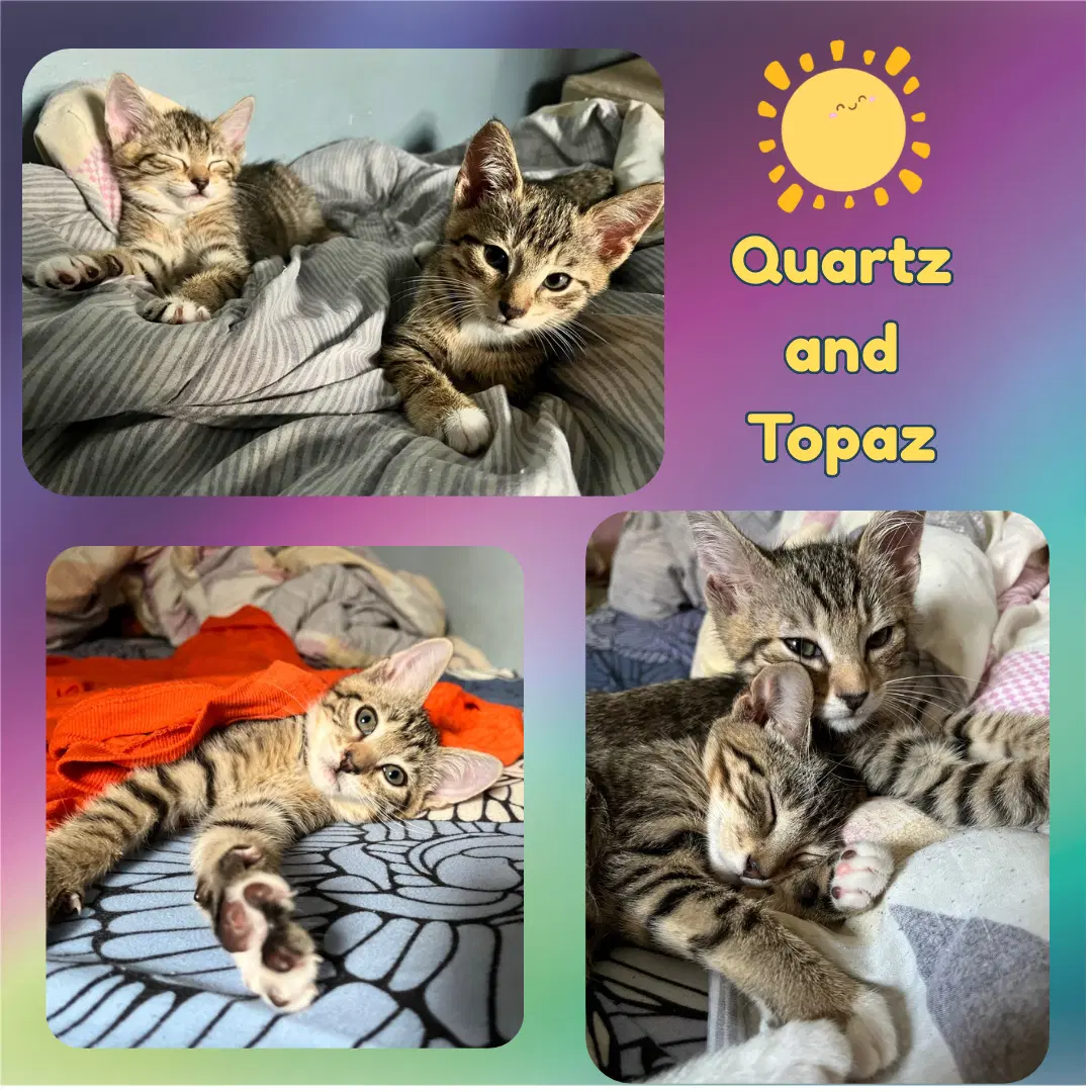 Quartz And Topaz Of The Purring Gemstone Litter image 4