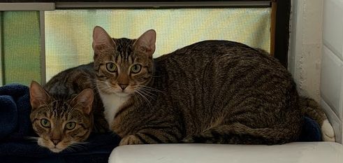 Quartz and Topaz, a cat for adoption from New York City Cat Coalition