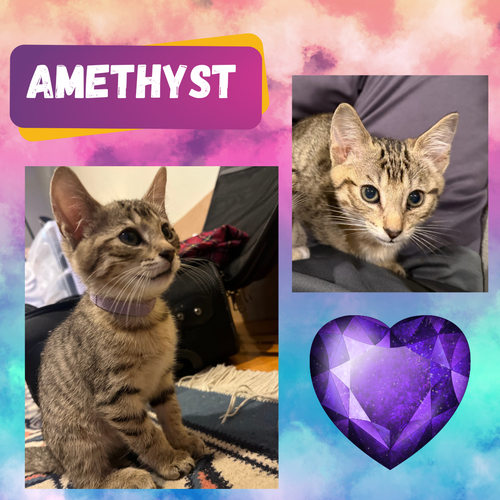 Amethyst of the “Purring Gemstones” litter
