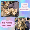Amethyst of the “Purring Gemstones” litter