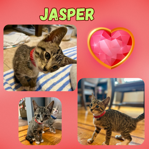 Jasper and Cobalt of the “Purring Gemstones”