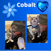 Jasper and Cobalt of the “Purring Gemstones”